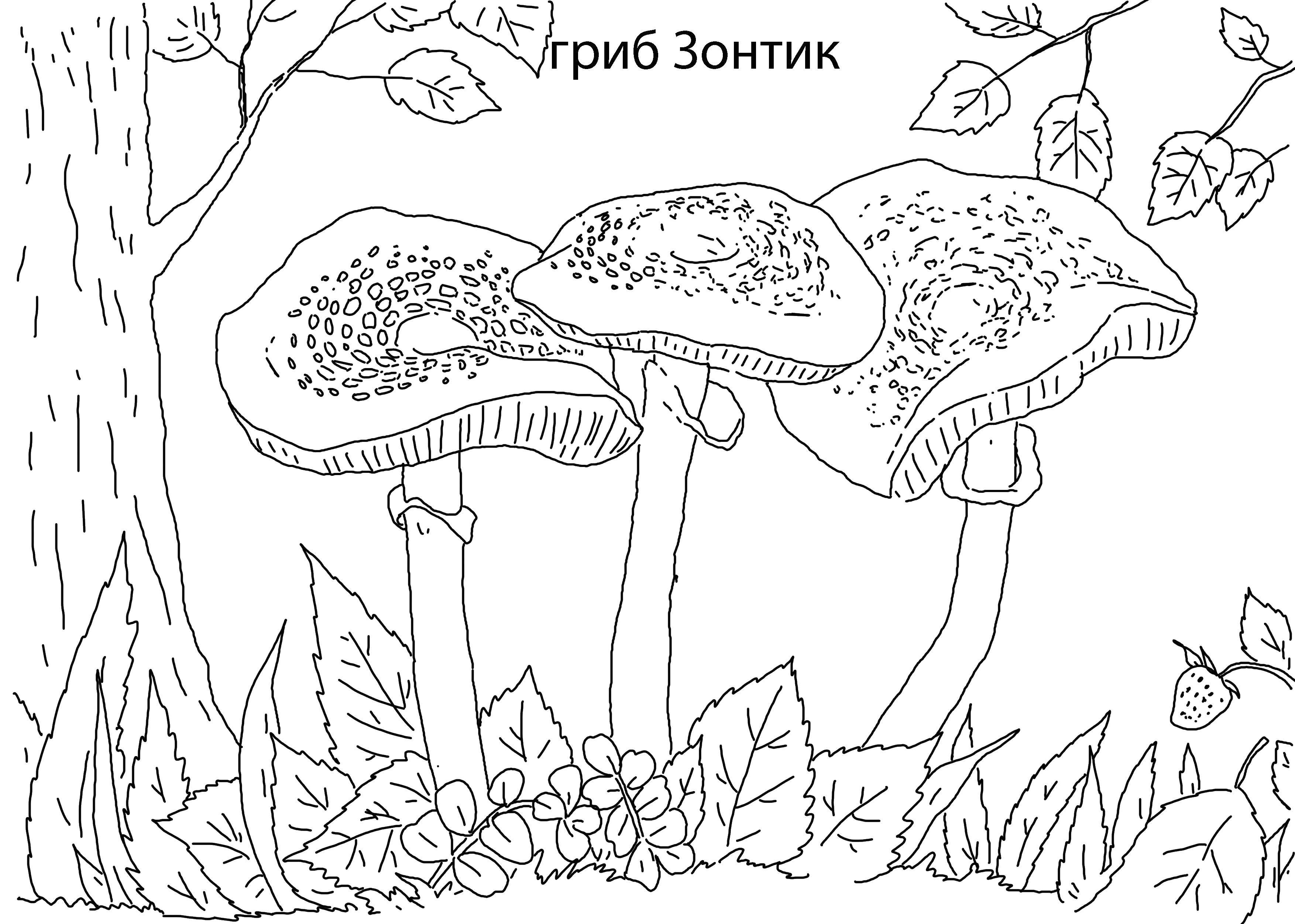 Раскраска грибы и ягоды