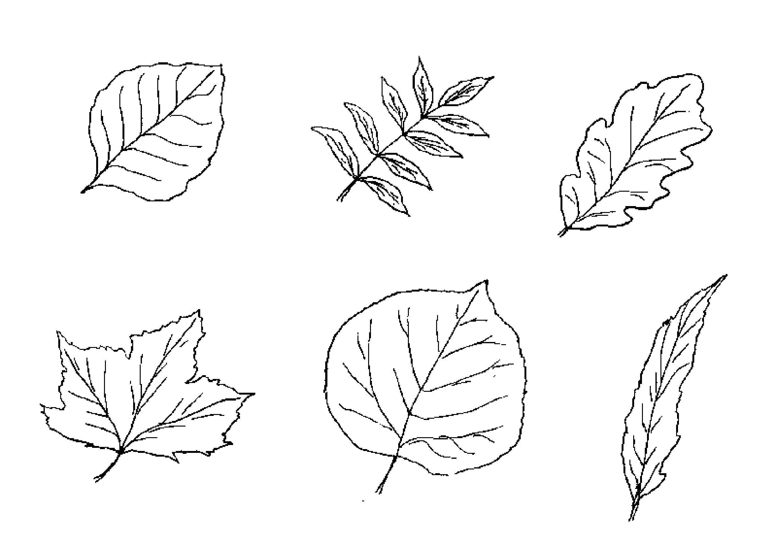 Раскраски листья, Раскраска Листья деревьев шаблон листа березы Контуры листьев.