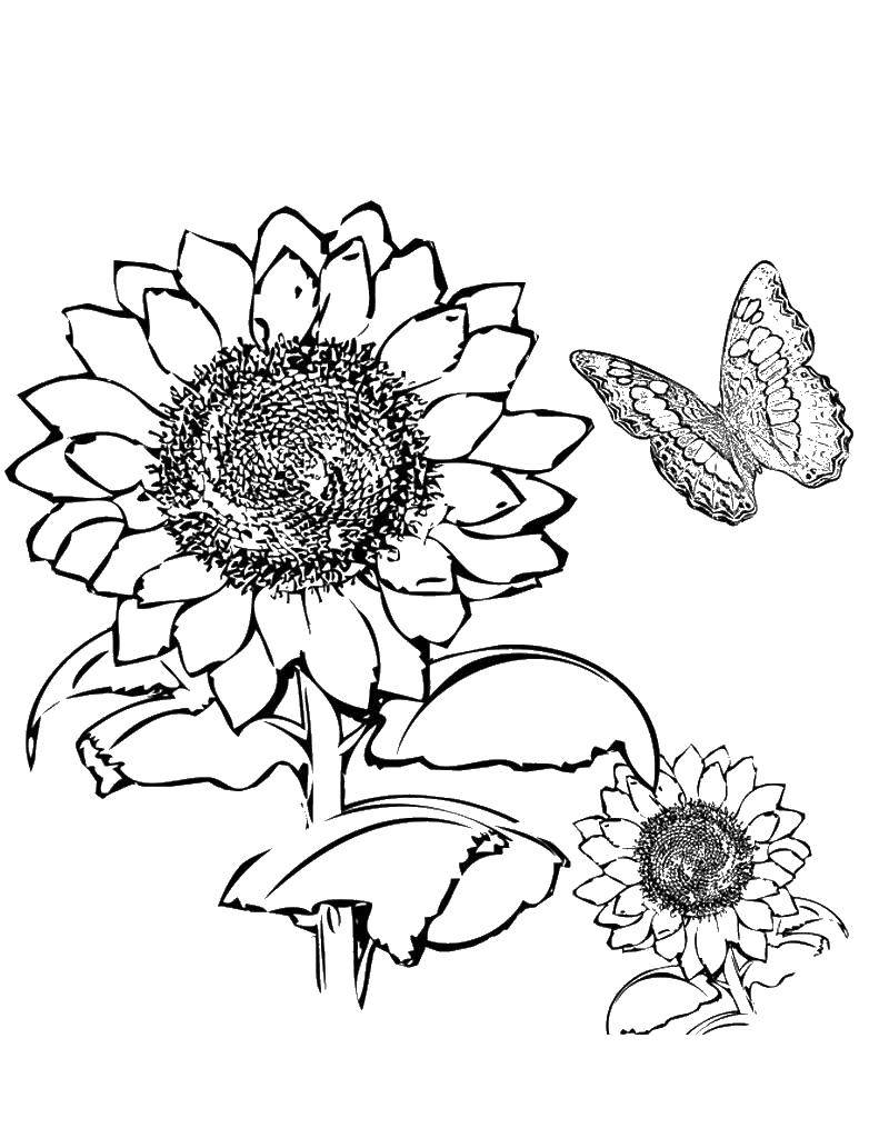 Раскраски для взрослых подсолнух с бабочкой