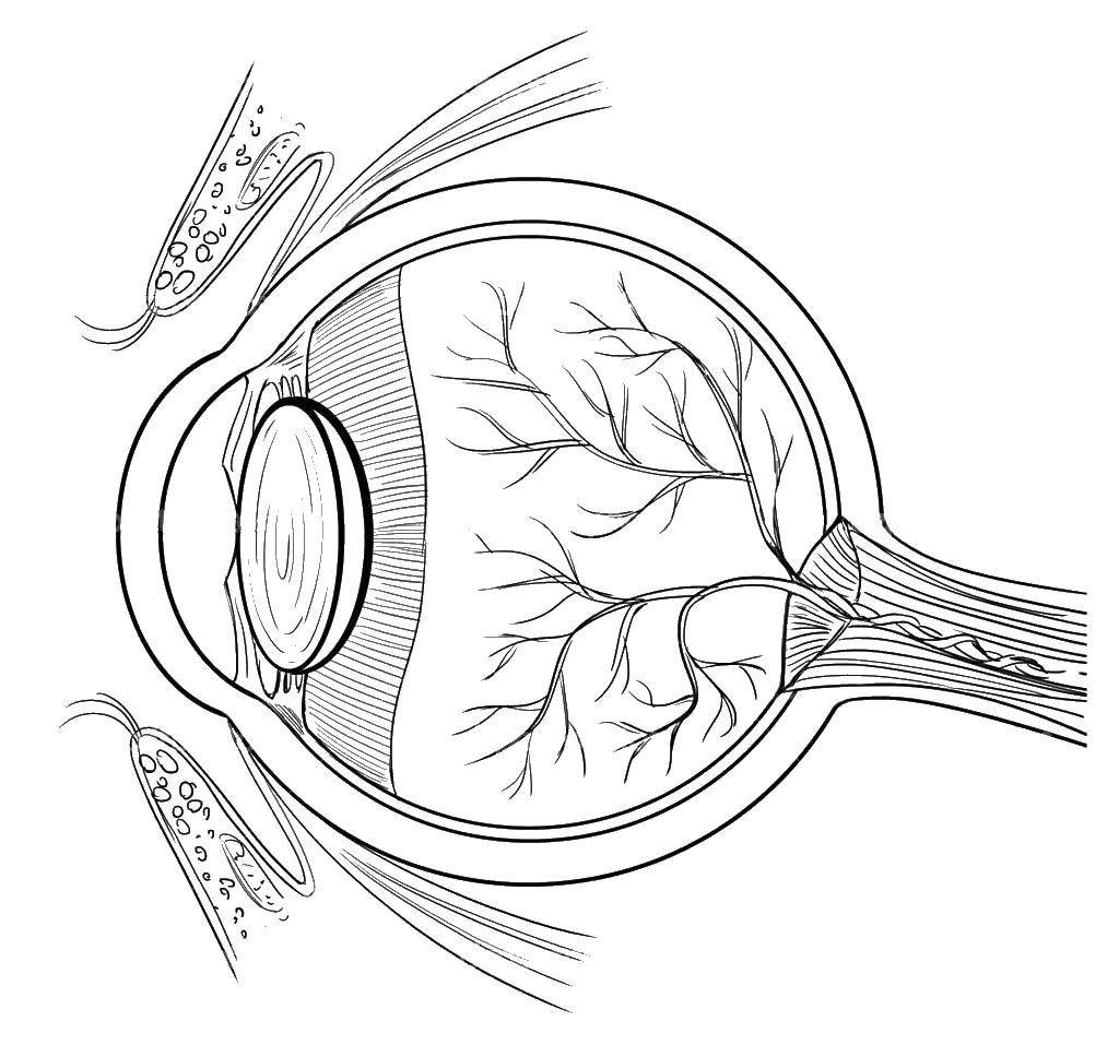 Анатомия глаза черно белый