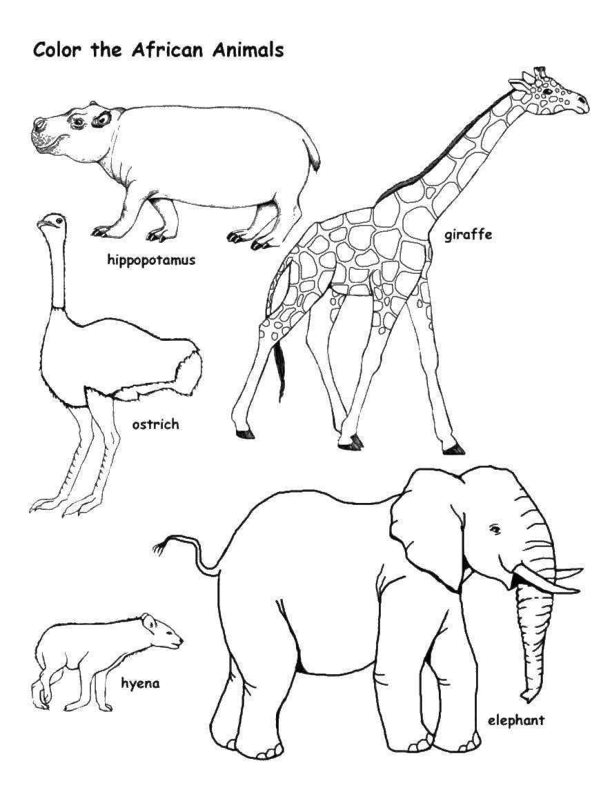Рисуем африканских животных