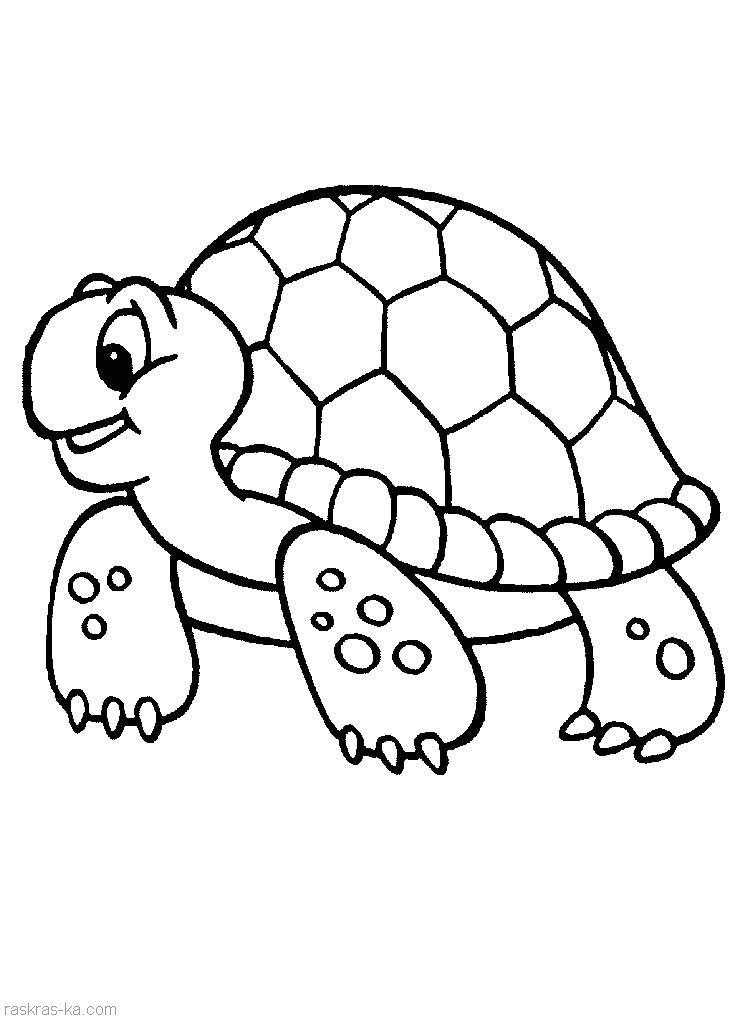 Раскраски черепахи, Раскраска Рисунок черепахи домашние животные.