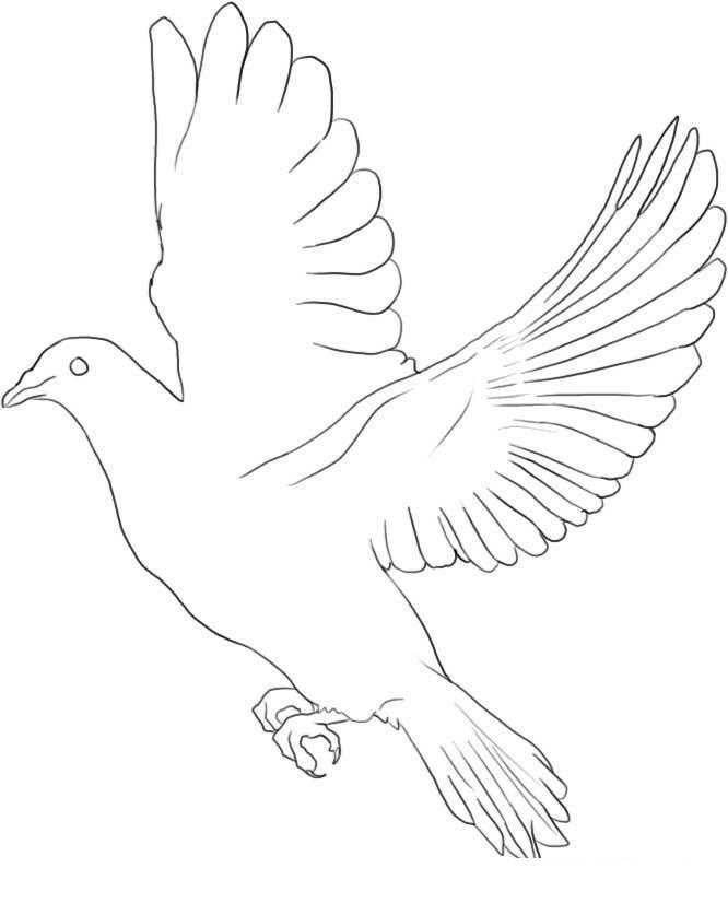 Coloring Dove. Category The contours for cutting out the birds. Tags:  pigeon.