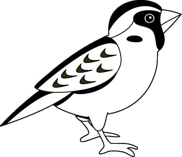 Coloring Sparrow. Category The contours for cutting out the birds. Tags:  Sparrow.