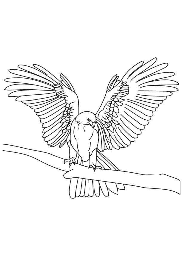 Coloring Eagle. Category The contours for cutting out the birds. Tags:  the eagle.