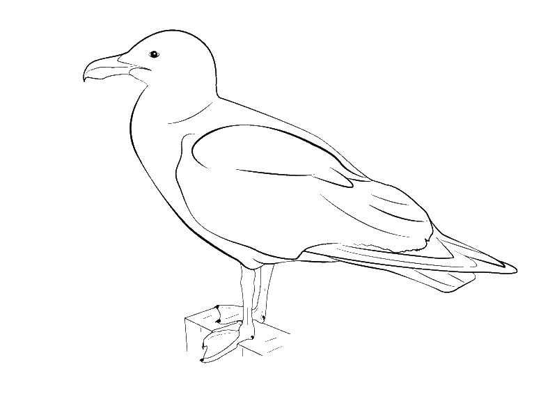 Coloring Seagull. Category The contours for cutting out the birds. Tags:  Seagull.