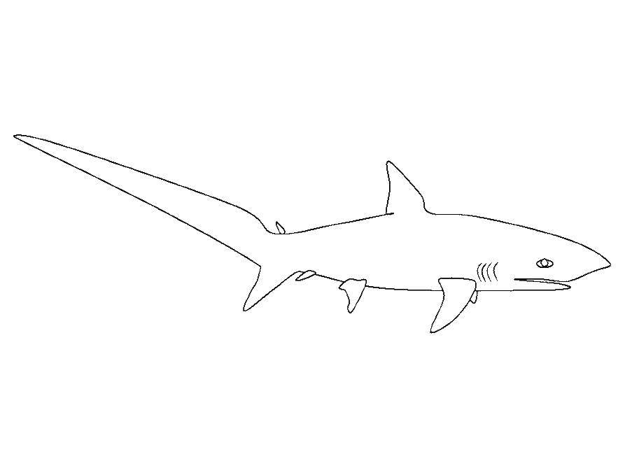 Название: Раскраска Акула с большим хвостом. Категория: рыбы. Теги: Подводный мир, акула, хищник.