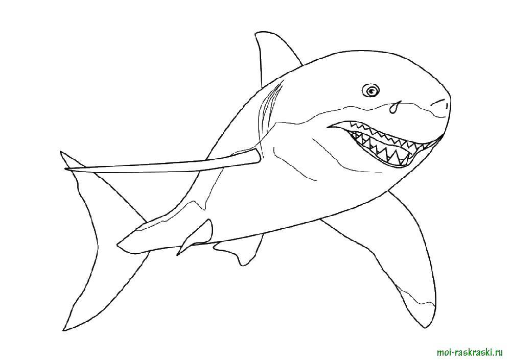 Coloring Shark. Category fish. Tags:  marine inhabitants, the sea, fish, water.