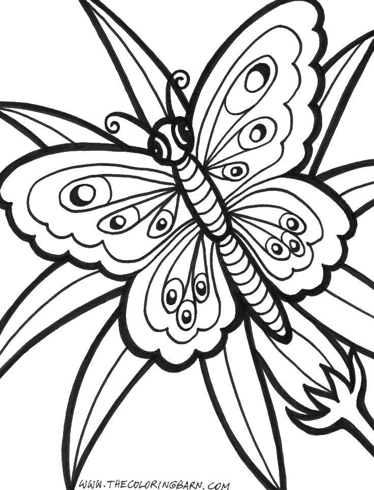 Название: Раскраска Большая бабочка. Категория: бабочки. Теги: бабочки, листья, крылья.