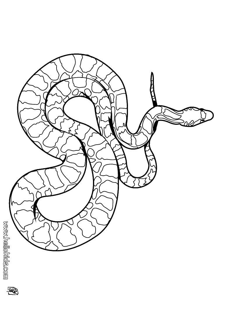 Название: Раскраска Большая змея. Категория: Змея. Теги: Рептилия, змея.