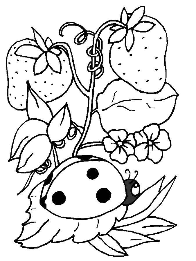 Coloring Ladybug and strawberry. Category Ladybug. Tags:  ladybug, leaves, flowers, strawberries.