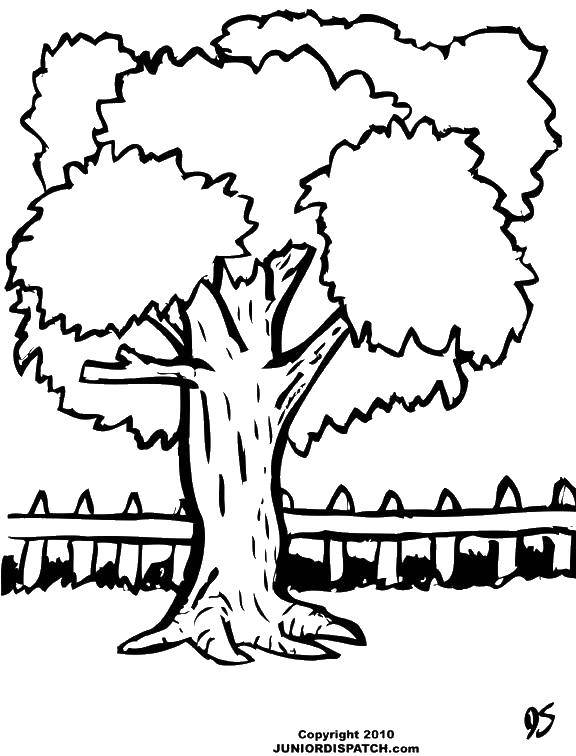 Название: Раскраска Дерево и забор. Категория: дерево. Теги: дерево, крона, забор.