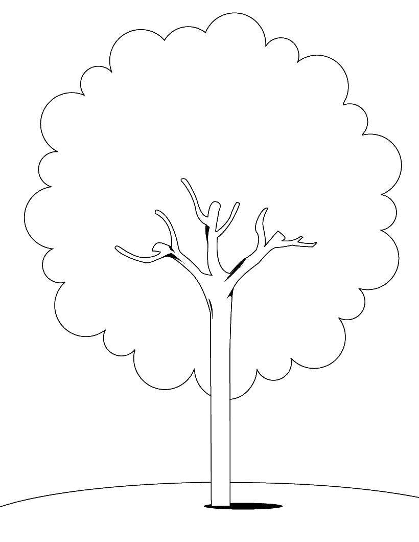 Coloring Tree with crown. Category tree. Tags:  trees, trunk, crown.