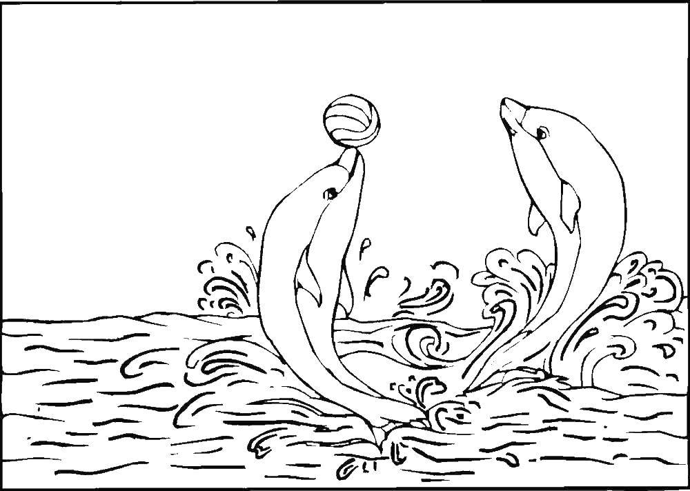 Название: Раскраска Два дельфина играют с воллейбольным мячиком. Категория: рыбы. Теги: Рыбы, вода, подводный мир, дельфины, спорт, мяч.