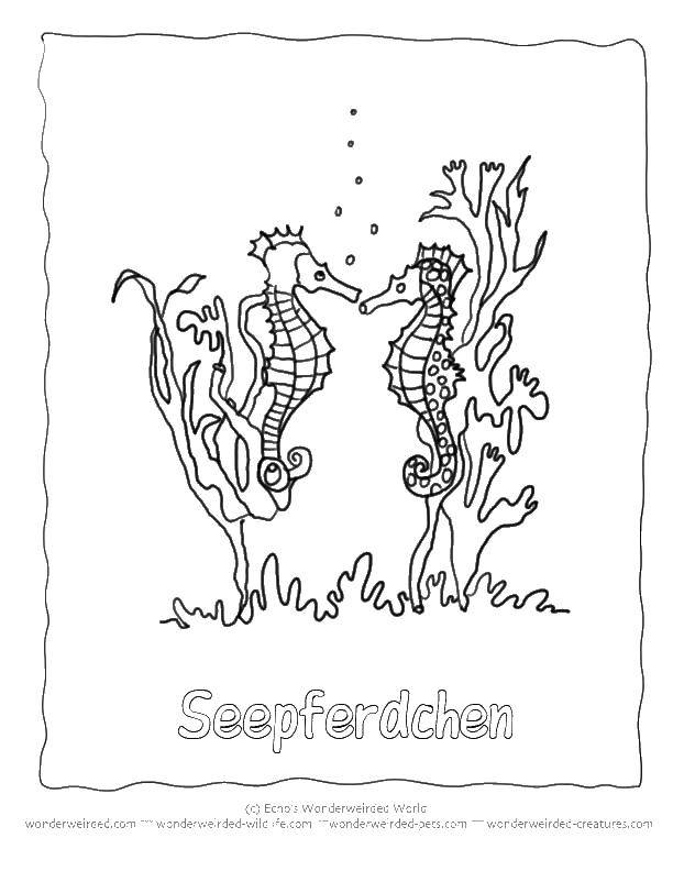 Название: Раскраска Два морских конька. Категория: Океан. Теги: морской конек, водоросли, пузыри.