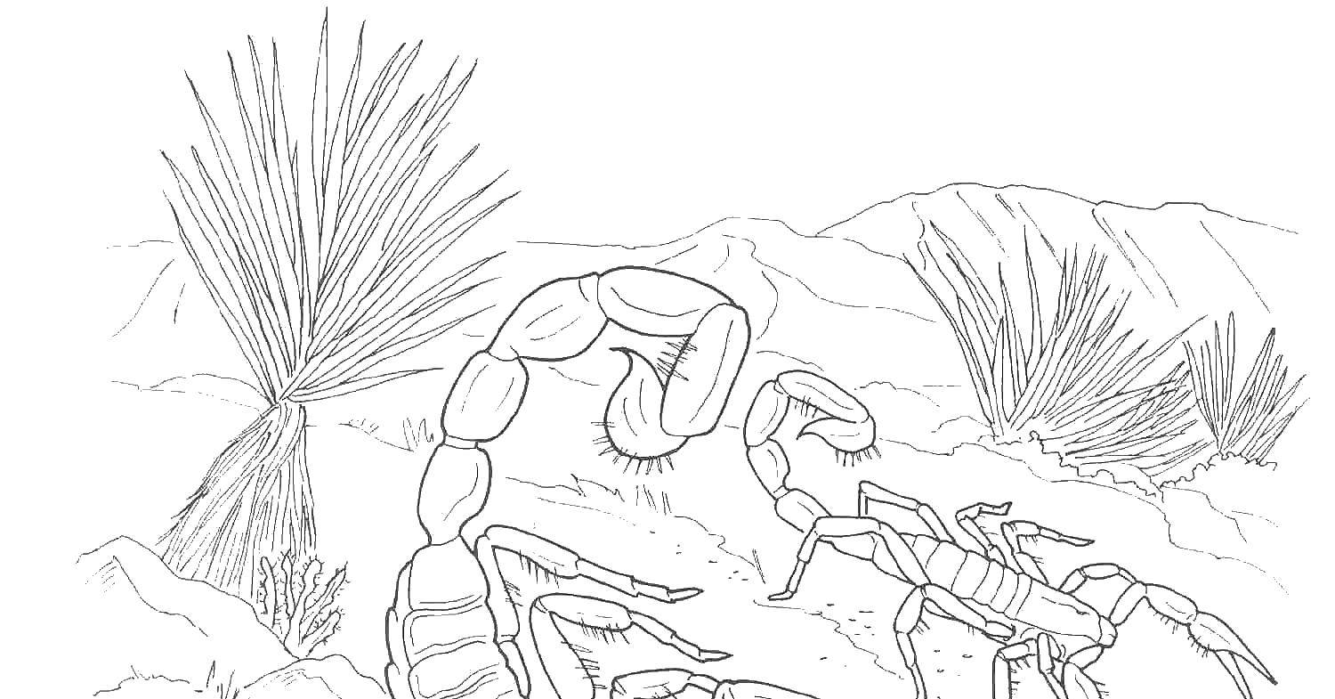 Название: Раскраска Два скорпиона. Категория: Пустыня. Теги: скорпион, пустыня, хвосты.