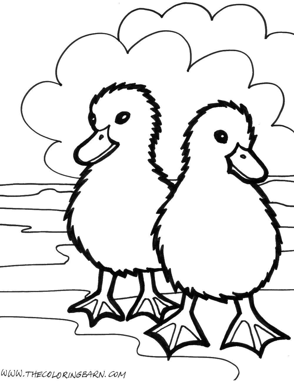 Coloring Two duckling. Category birds. Tags:  ducks, clouds.