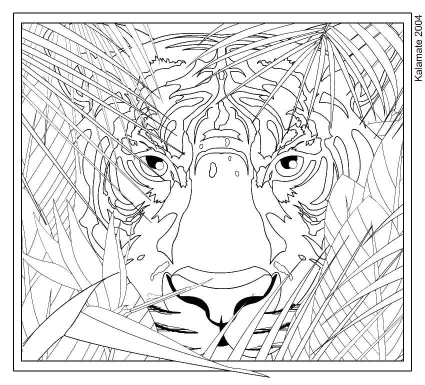 Название: Раскраска Голова тигра в траве. Категория: дикие животные. Теги: тигр, голова, трава.