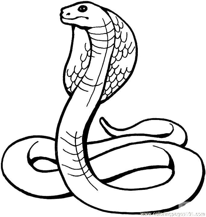 Название: Раскраска Кобра с капюшоном. Категория: Змея. Теги: змея, кобра, капюшон.