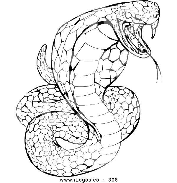 Coloring Cobra with fangs. Category The snake. Tags:  snake, Cobra, hood.