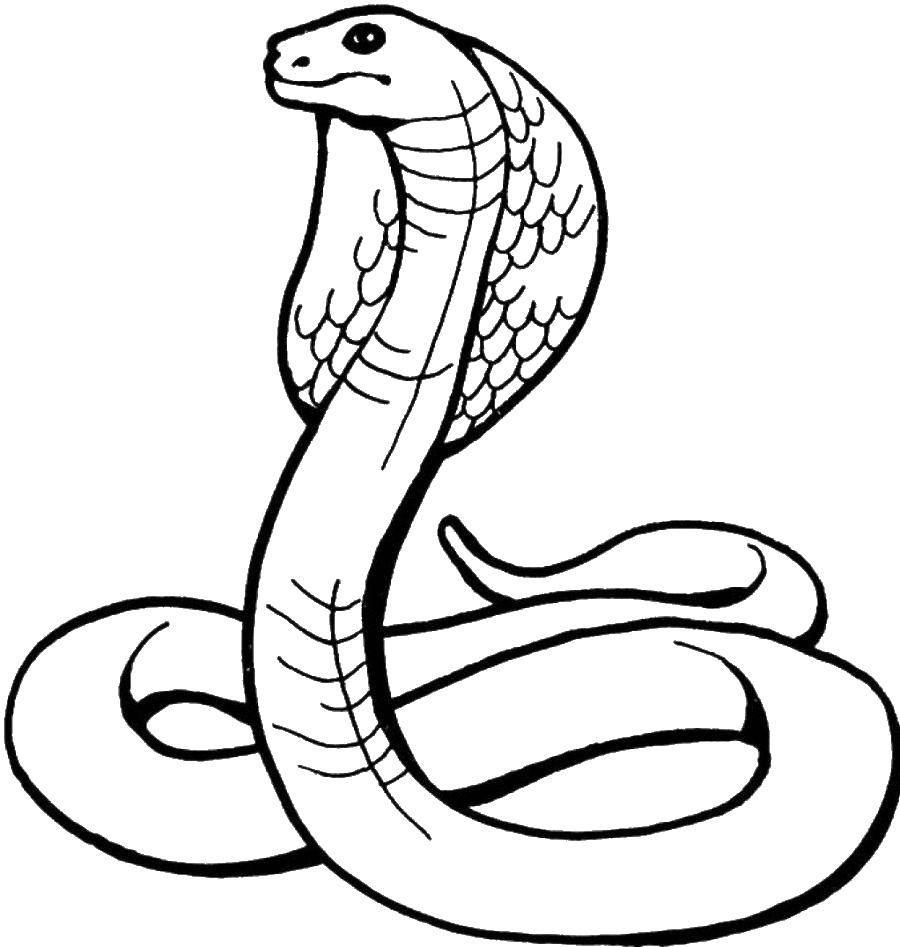 Название: Раскраска Кобра.. Категория: Змея. Теги: Рептилия, змея.
