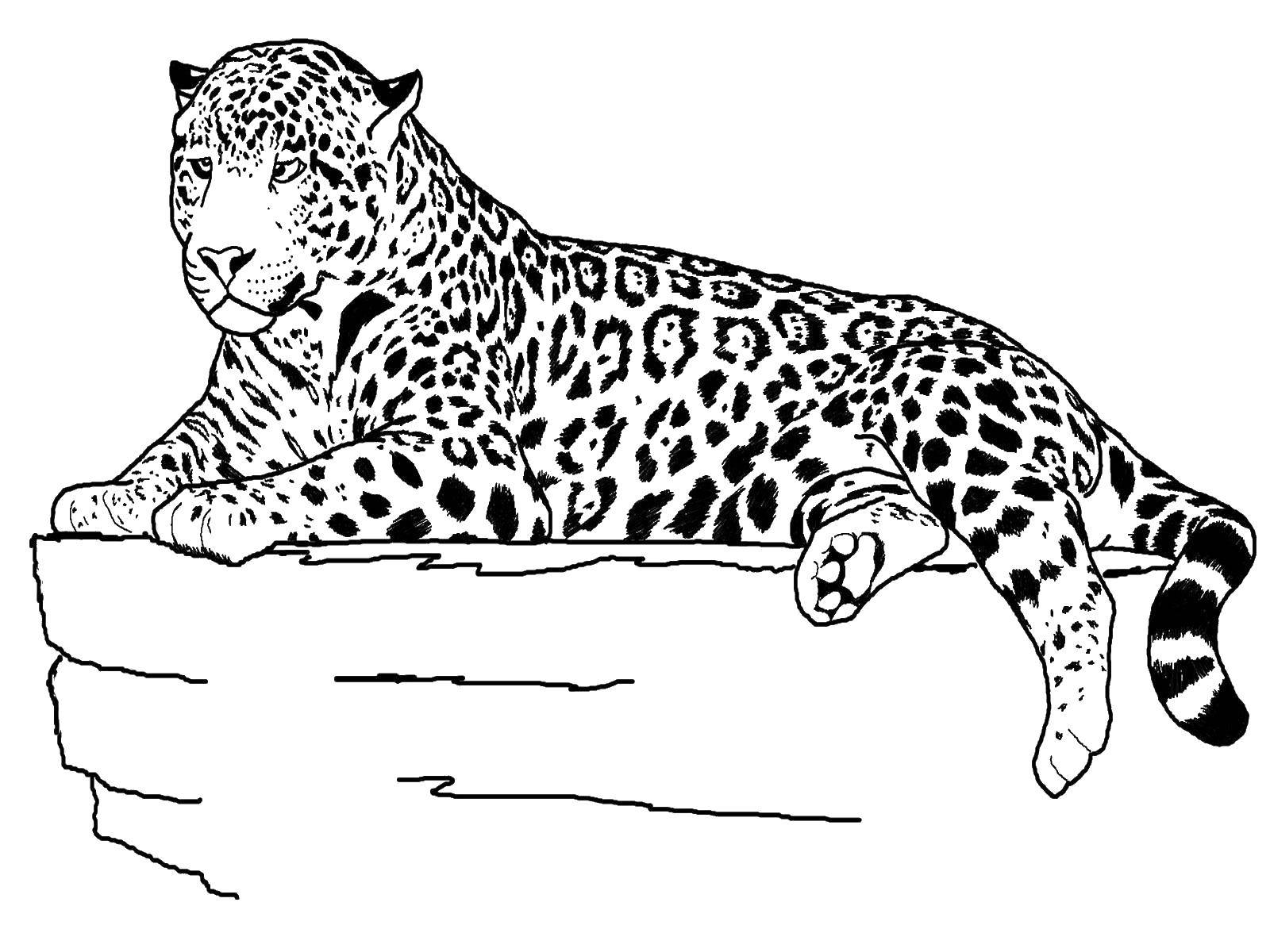 Coloring Leopard and stone. Category Wild animals. Tags:  leopard, stone, tail, ears.