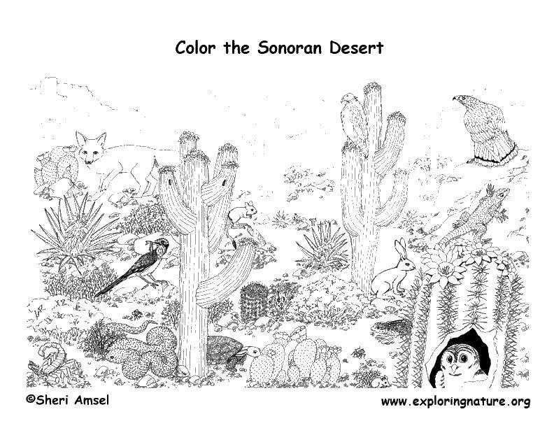 Название: Раскраска Мир пустыни. Категория: Пустыня. Теги: кактус, лиса, сова, змея.