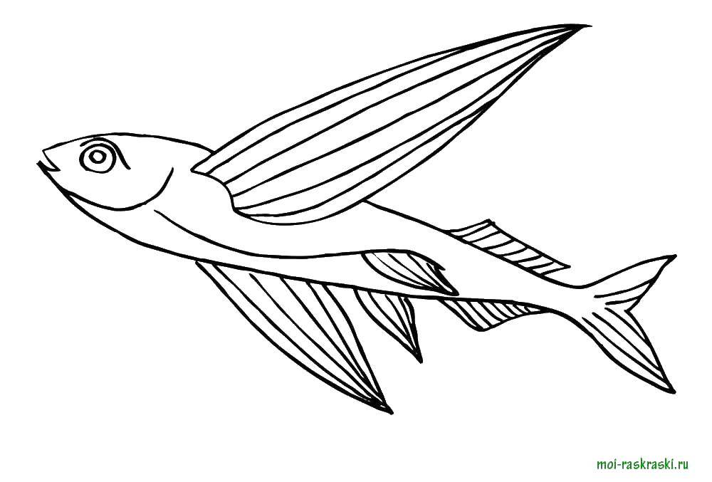 Название: Раскраска Морская рыбка. Категория: рыбы. Теги: вода, море, рыбы.