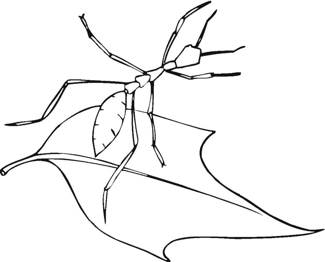 Название: Раскраска Муравей на листочке. Категория: Насекомые. Теги: муравей, усики, листочки.