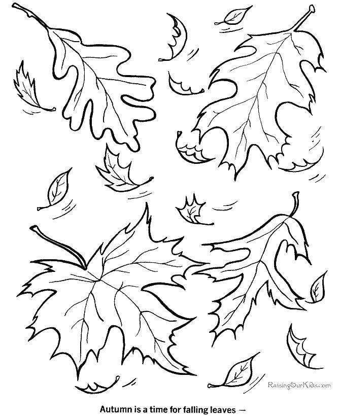 Название: Раскраска Падающие листья. Категория: Осенний листопад. Теги: листья, осень, ветер.