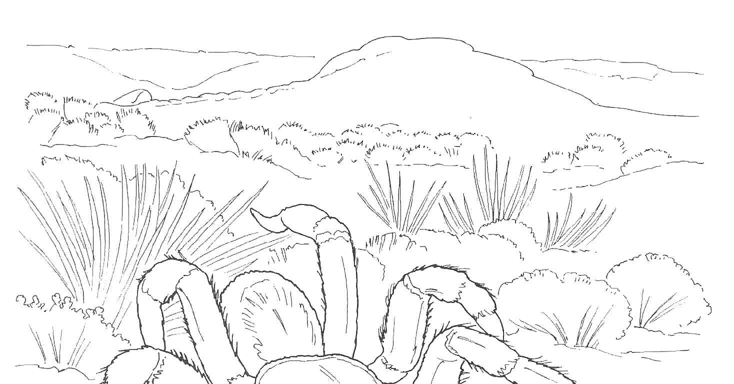Название: Раскраска Паук в пустыне. Категория: Пустыня. Теги: паук, пустыня, лапы.
