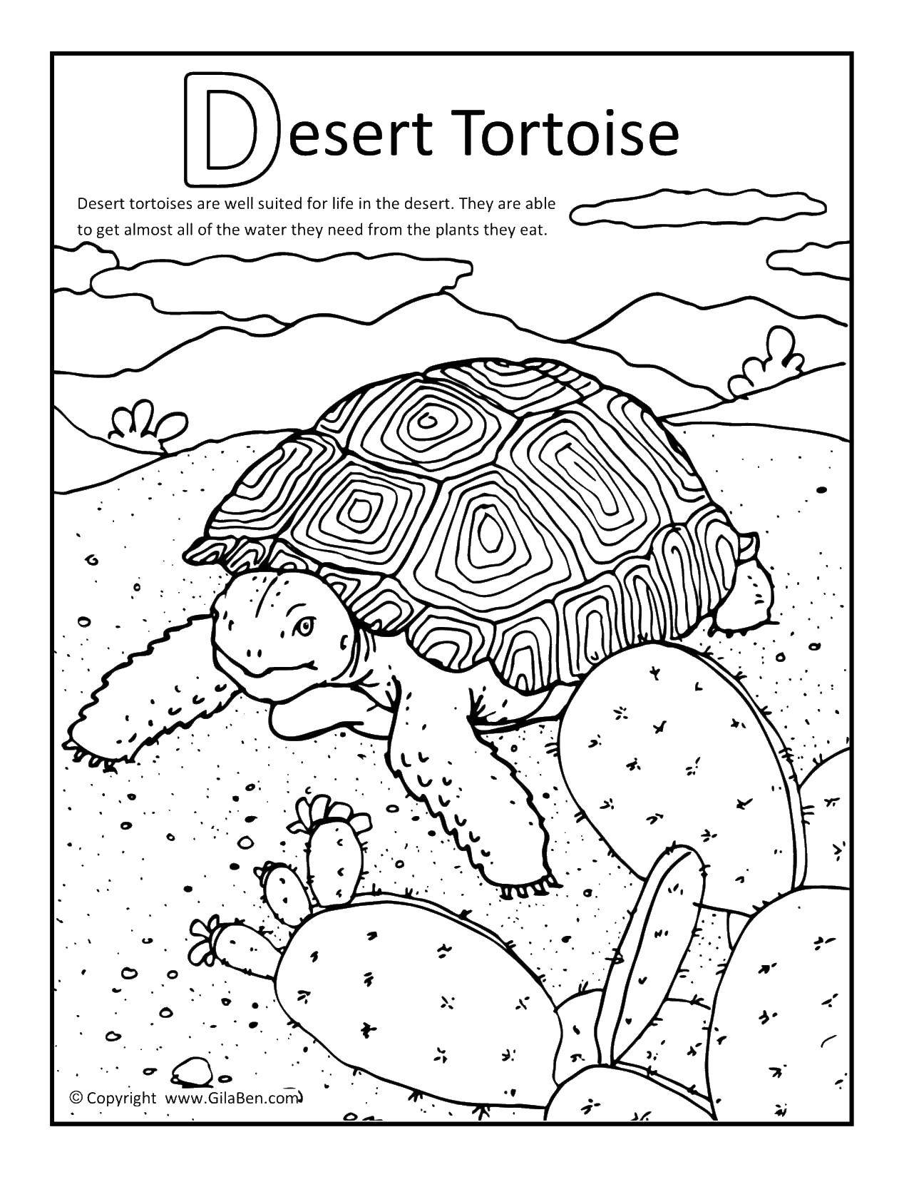 Название: Раскраска Пустынная черепаха. Категория: Пустыня. Теги: черепаха, пустыня, кактус.