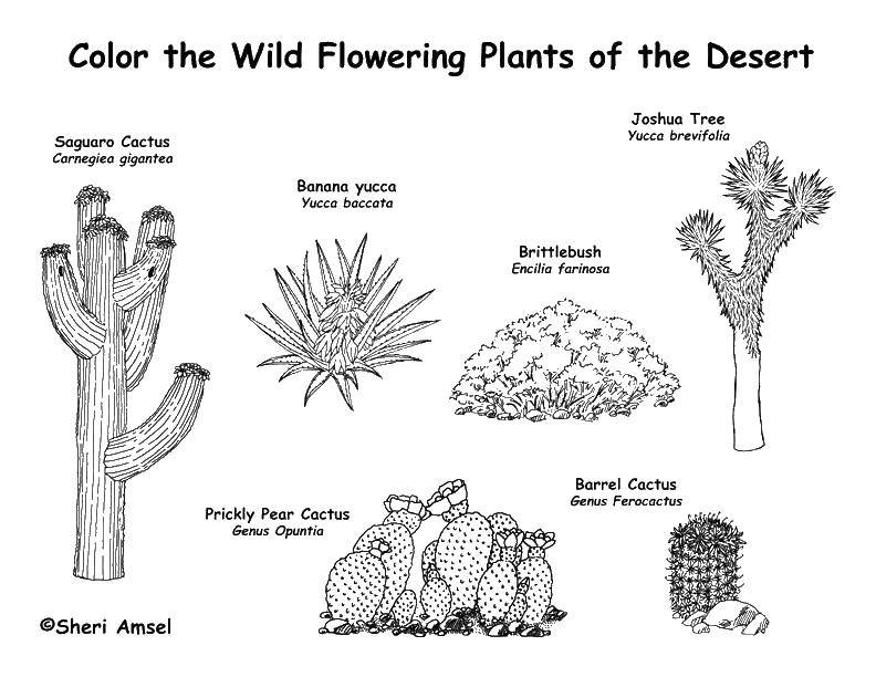 Название: Раскраска Растения пустыни. Категория: Кактус. Теги: кактус, карнегия, опунция.