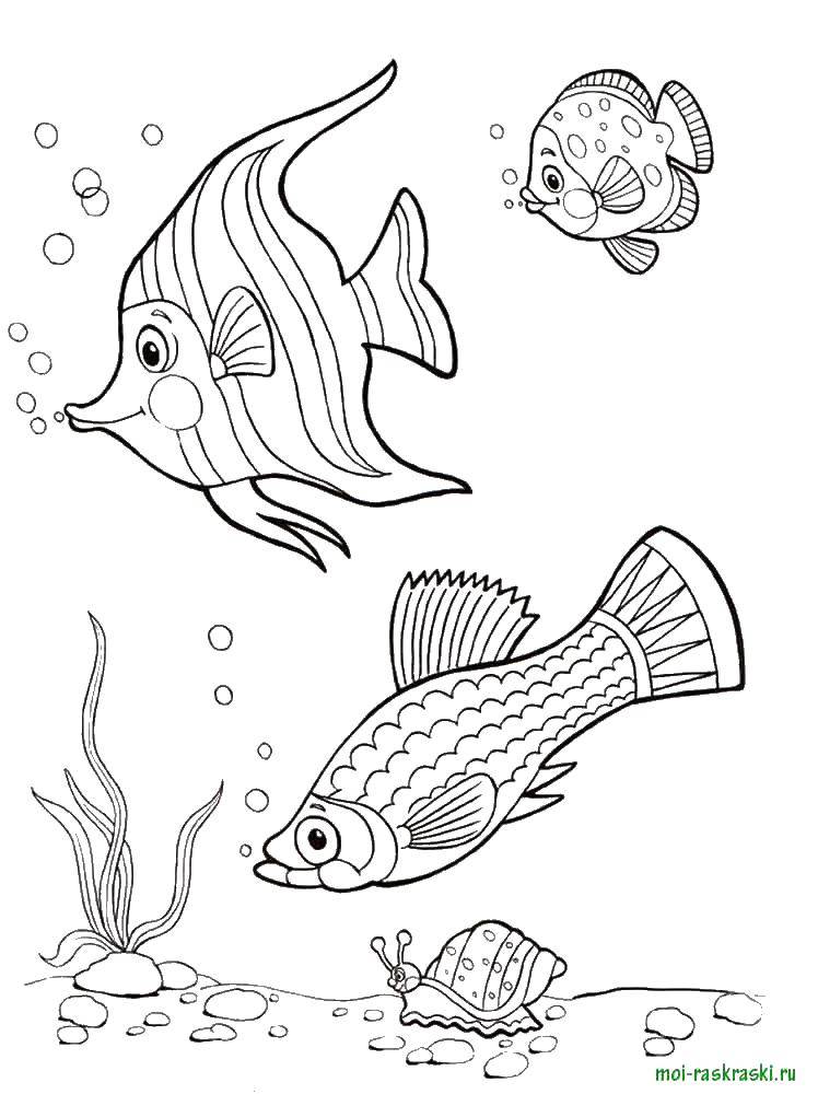 Название: Раскраска Различные рыбы и улитка. Категория: рыбы. Теги: морские жители, море, рыбы, вода.