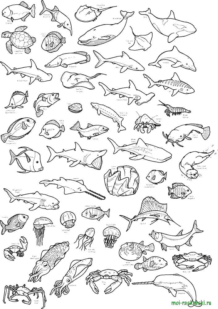 Название: Раскраска Различные виды рыб. Категория: рыбы. Теги: море, животные, рыбы, вода.