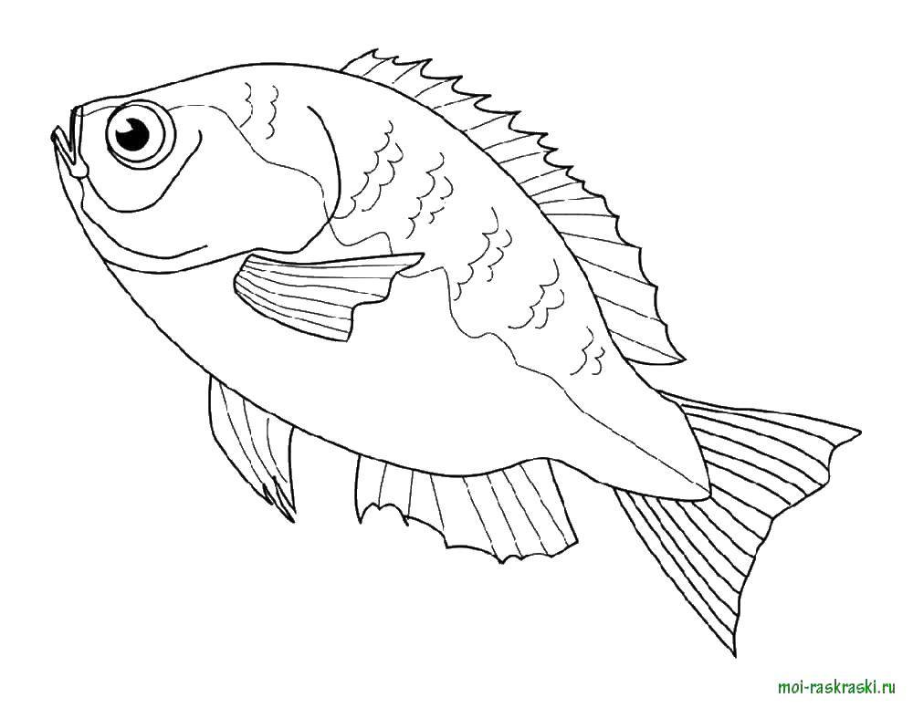 Название: Раскраска Рыба-луна. Категория: рыбы. Теги: море, вода, рыбы.