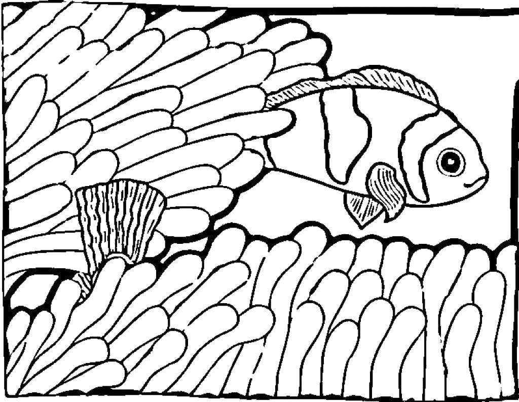 Название: Раскраска Рыбка выплывает из кораллов. Категория: рыбы. Теги: Подводный мир, рыба.