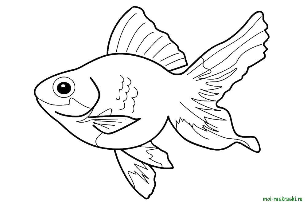 Coloring Fish. Category fish. Tags:  marine inhabitants, the sea, fish, water.