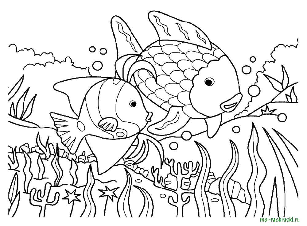 Название: Раскраска Рыбки возле водорослей. Категория: рыбы. Теги: морские жители, море, рыбы, вода.