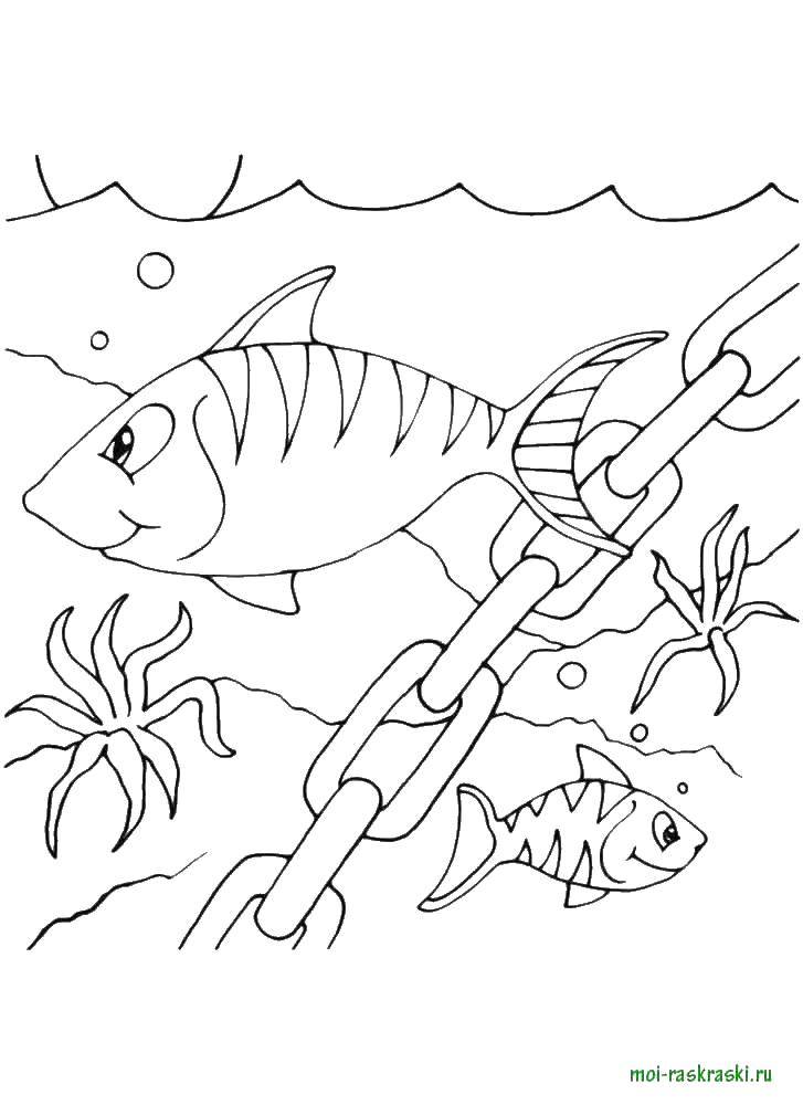 Название: Раскраска Рыбы на дне моря. Категория: рыбы. Теги: море, вода, рыбы.