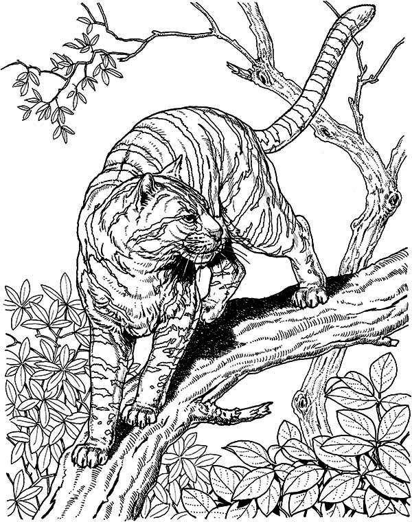 Coloring Lynx on a branch. Category wild animals. Tags:  Bobcat, branch, leaves.