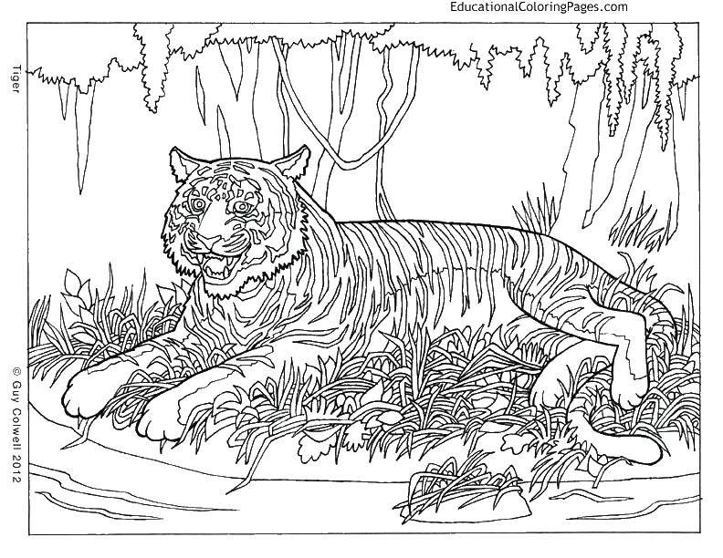 Название: Раскраска Тигр на траве. Категория: дикие животные. Теги: тигр, трава, деревья.