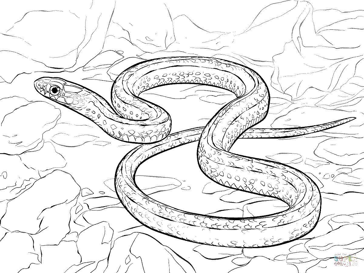 Название: Раскраска Тонкая змейка. Категория: Змея. Теги: Рептилия, змея.