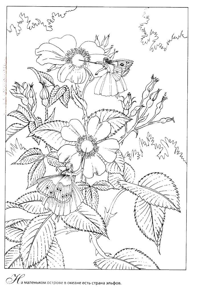 Coloring Flower fairy paint flowers. Category fairies. Tags:  fairies, flowers.