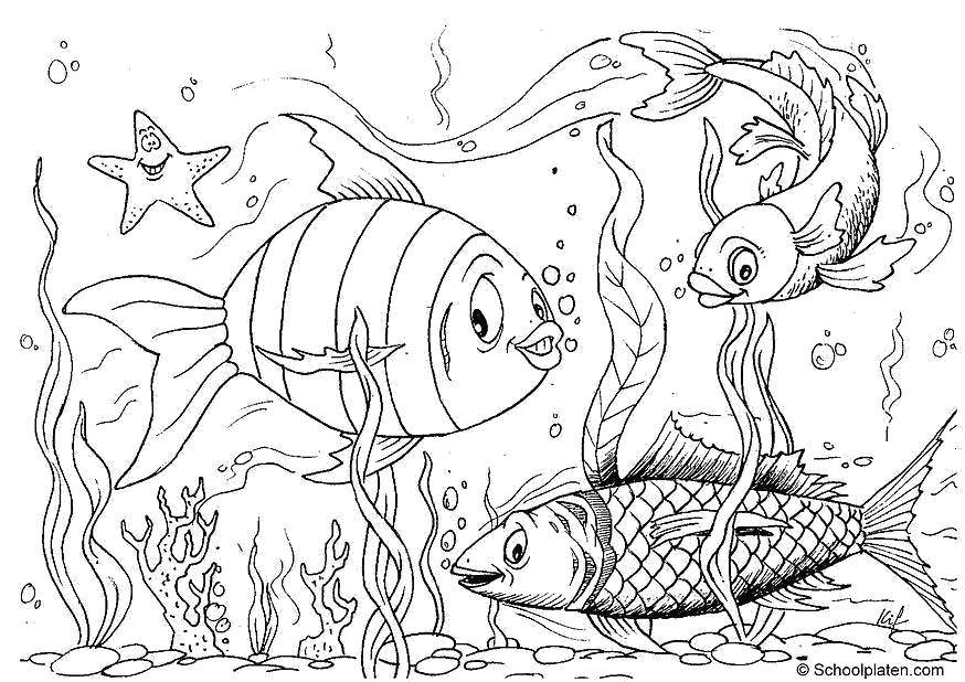 Название: Раскраска Веселые рыбки и морская звезда. Категория: рыбы. Теги: Подводный мир, рыба.