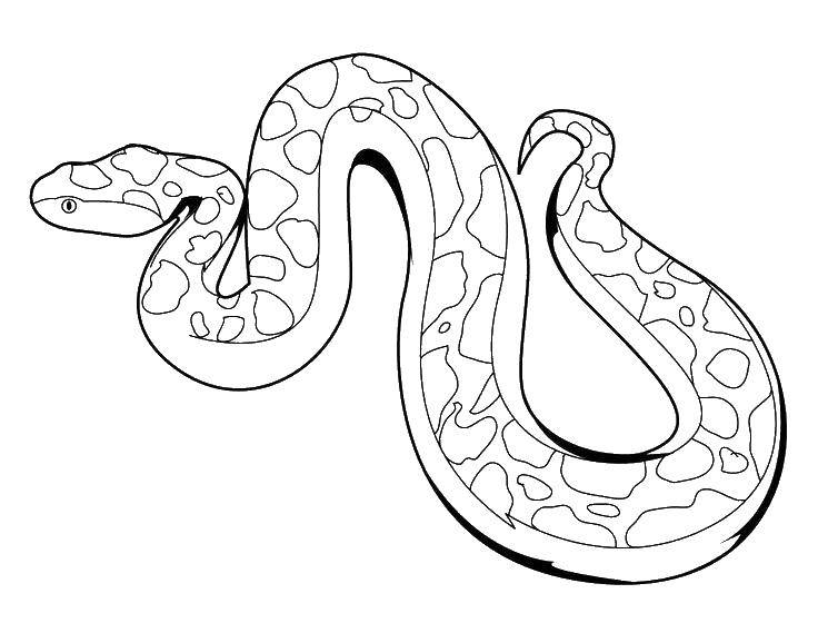 Coloring A poisonous snake.. Category The snake. Tags:  Reptile, snake.