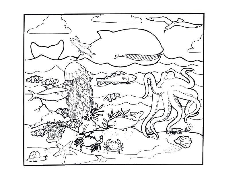 Название: Раскраска Жители океана. Категория: Океан. Теги: кит, краб, осьминог, медуза.