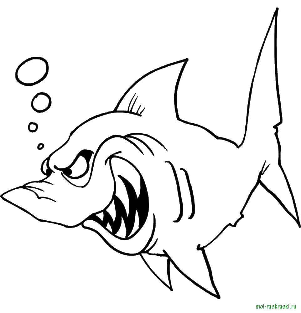 Название: Раскраска Злая акула. Категория: рыбы. Теги: море, вода, рыба, акула.