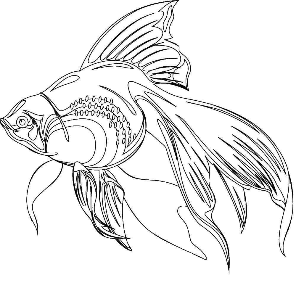 Название: Раскраска Золотая рыбка. Категория: рыбы. Теги: рыбка золотая.