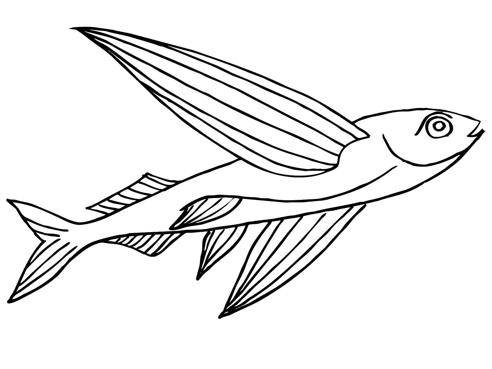 Розмальовки  Довга рибка. Завантажити розмальовку морські мешканці, море, риби, вода.  Роздрукувати ,риби,